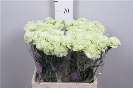 <h4>Di St Prado Mint</h4>