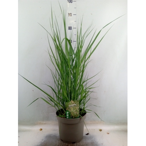 Panicum virgatum 'Heavy Metal'