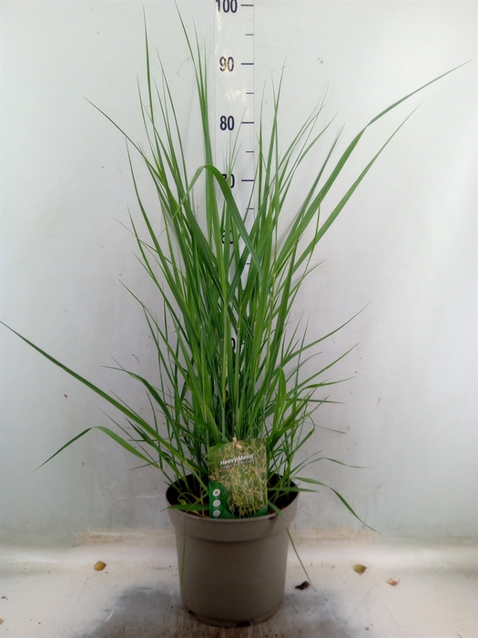 <h4>Panicum virgatum 'Heavy Metal'</h4>