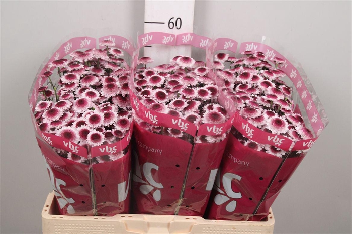 <h4>Chr S Sweetheart</h4>