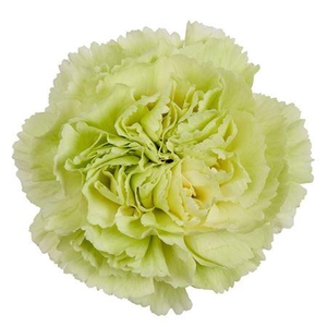 DI ST GR. PRADO MINT