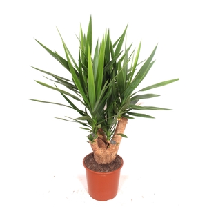 Yucca elephantipes 3+ armen