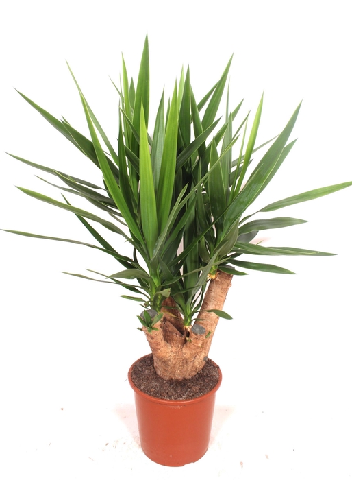 <h4>Yucca elephantipes 3+ armen</h4>