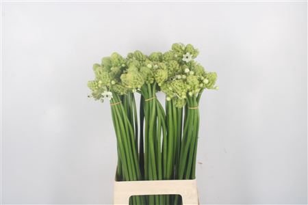 <h4>Ornithogalum Saundersiae White</h4>