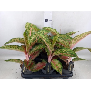 Aglaonema  'Lychee Red'