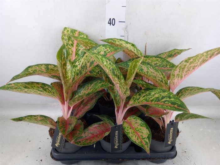 <h4>Aglaonema  'Lychee Red'</h4>