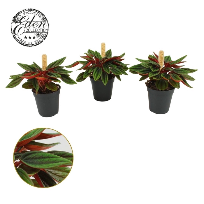 <h4>Peperomia caperata 'Rosso'</h4>