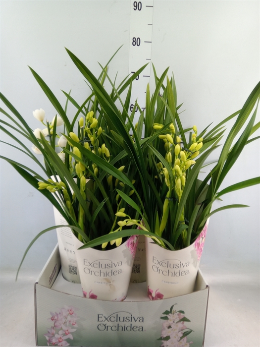 <h4>Cymbidium   ...</h4>