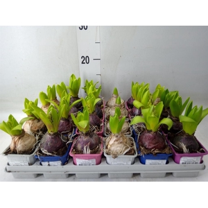 Hyacinthus orie.   ...mix 5