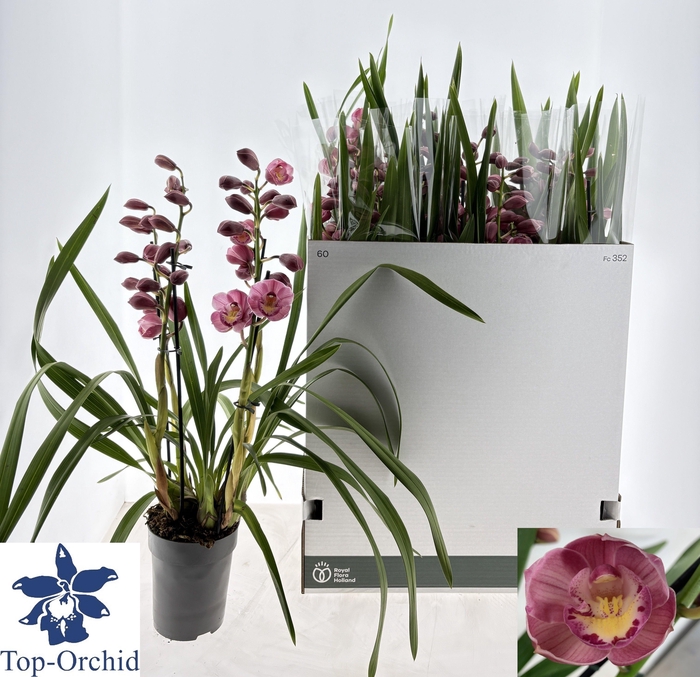 <h4>CYMB OVERIG</h4>