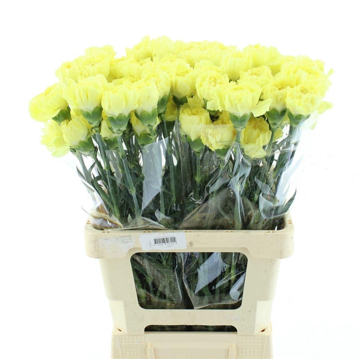 <h4>DI ST HERMES</h4>