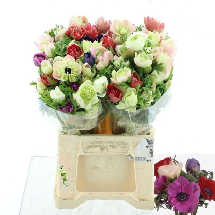 <h4>ANEM GEM BS</h4>