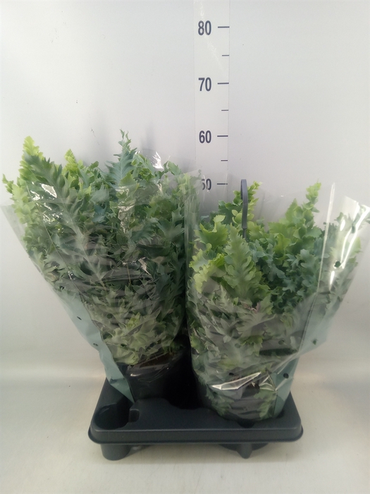 <h4>Phlebodium aureum 'Davana'</h4>