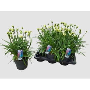 AGAPA PITCHOUN WHITE