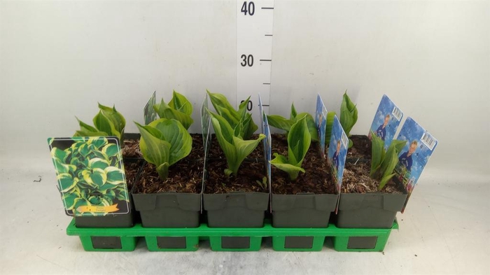 <h4>Hosta  'Twilight'</h4>