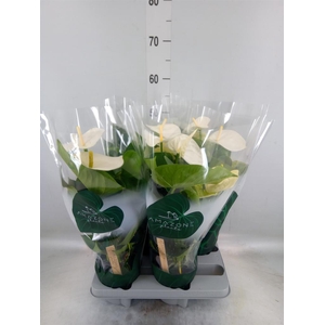 Anthurium andr. 'Samora'