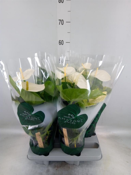 <h4>Anthurium andr. 'Samora'</h4>