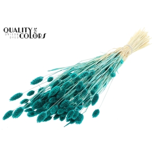 Phalaris per bunch Intense Turquoise