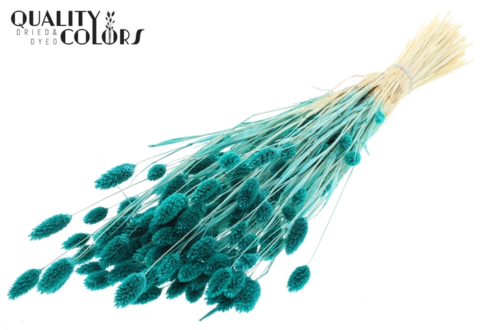 <h4>Phalaris per bunch Intense Turquoise</h4>