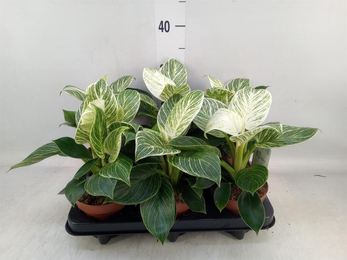 <h4>Philodendron ...</h4>