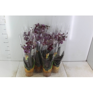 PHALAENOPSIS MINI P09 2 HT