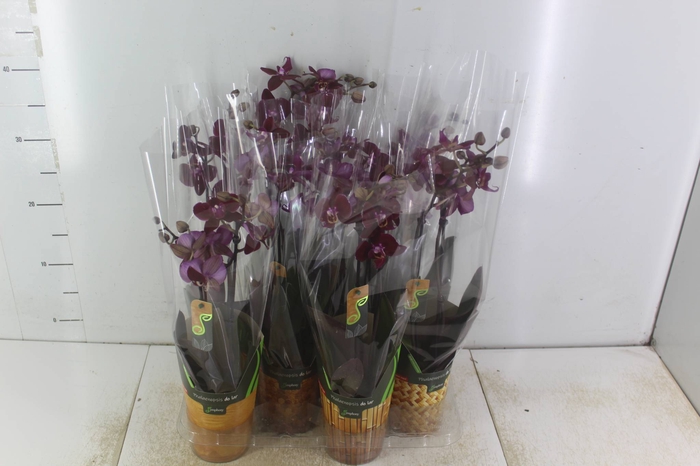 <h4>PHALAENOPSIS MINI P09 2 HT</h4>