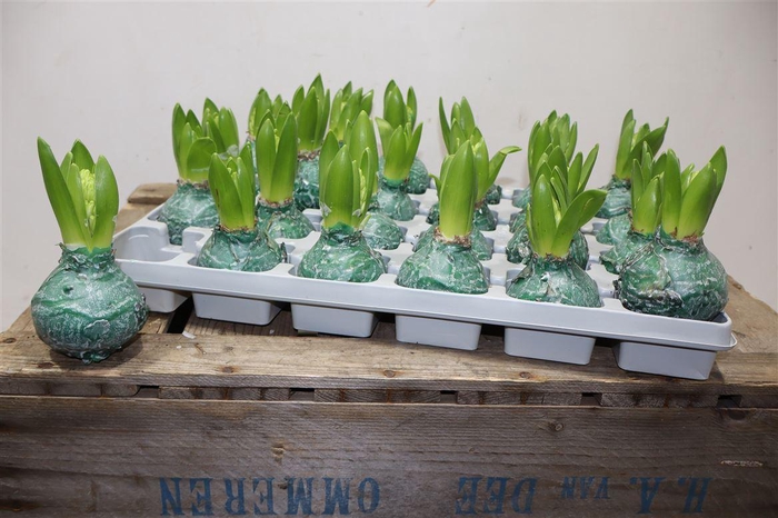 <h4>Hyacin Wax Green</h4>