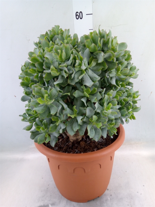 <h4>Crassula arborescens subsp. undilat</h4>