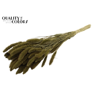 Setaria per bunch Olive