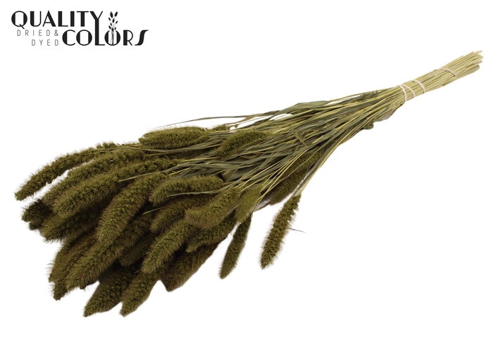 <h4>Setaria per bunch Olive</h4>
