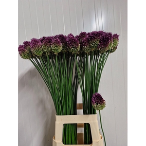 Allium Sphaerocephal