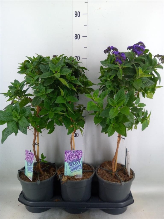 <h4>Heliotropium   ...</h4>