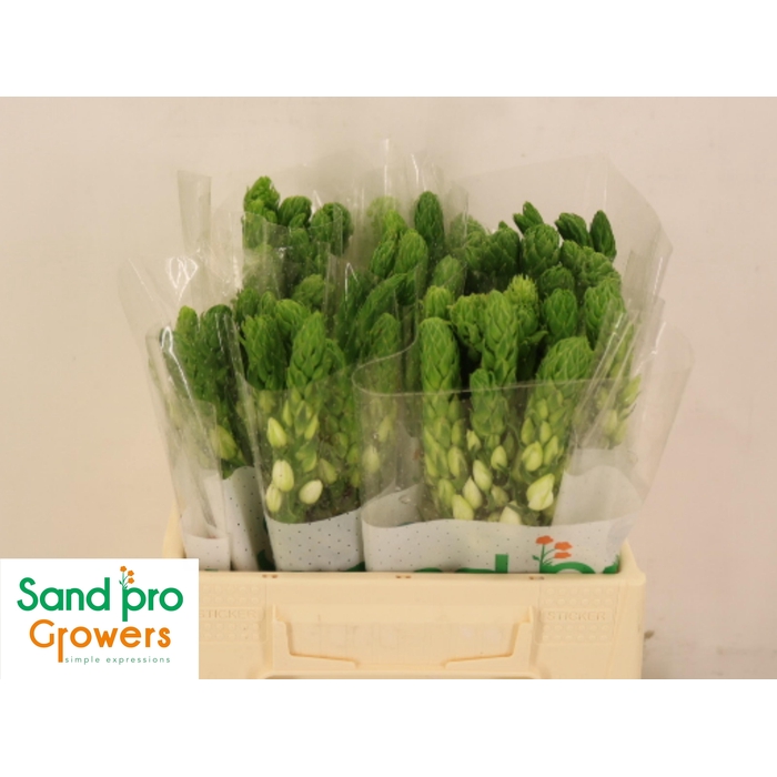 <h4>Ornit Thy Milky Way</h4>