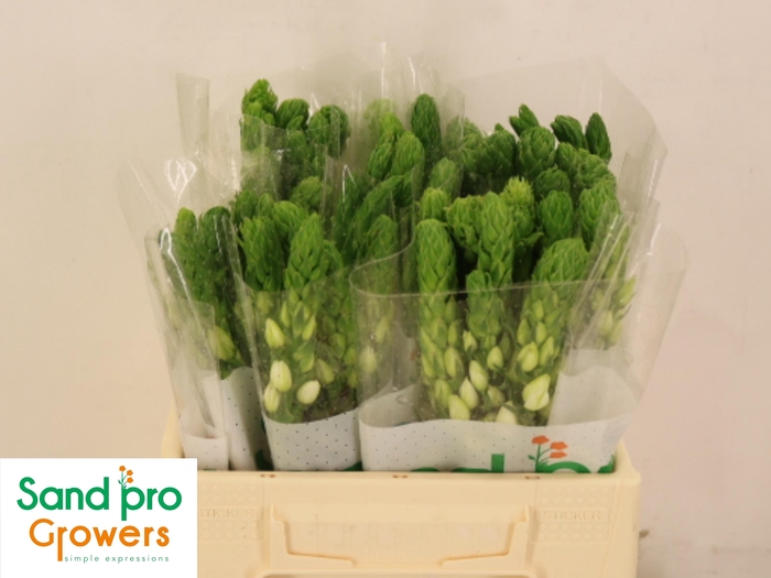 <h4>ORNIT THY MILKY WAY</h4>