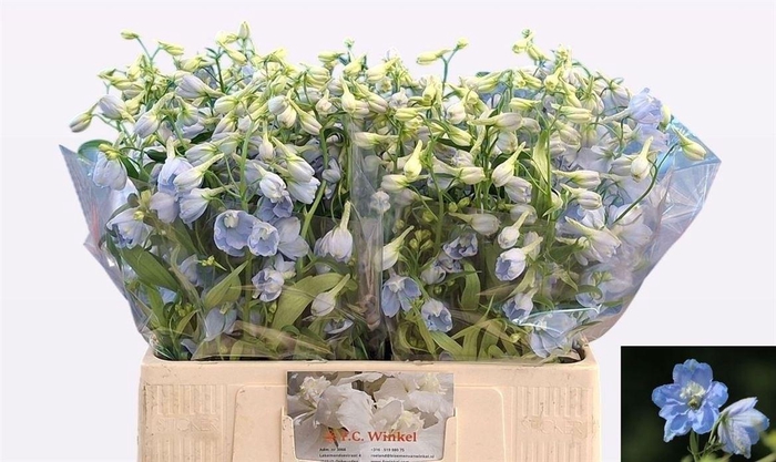 <h4>Delph En Ballkleid Holl</h4>