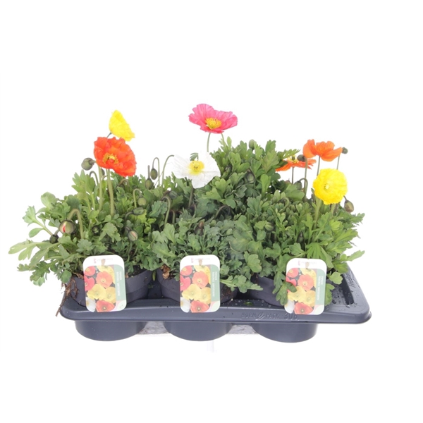 <h4>Papaver nudicaule Gartenzwerg</h4>