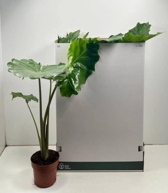 <h4>ALOC PORTODORA</h4>