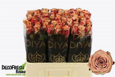 <h4>R Gr Cappuccino</h4>