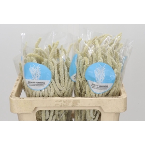 Amaranthus Yearming Desert