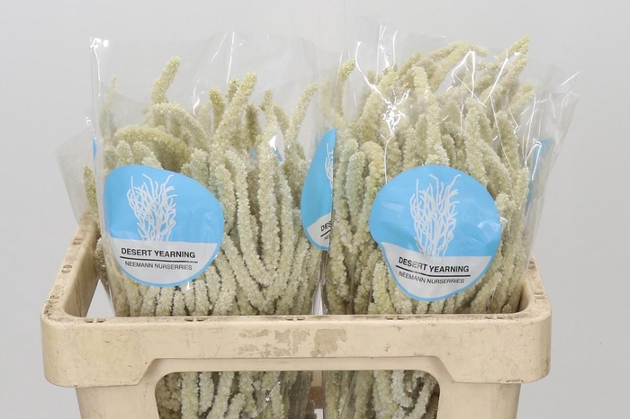 <h4>Amaranthus Yearming Desert</h4>