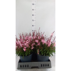 Gaura lindheimeri 'Gaudi Rose'