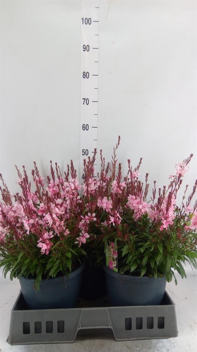 <h4>Gaura lindheimeri 'Gaudi Rose'</h4>