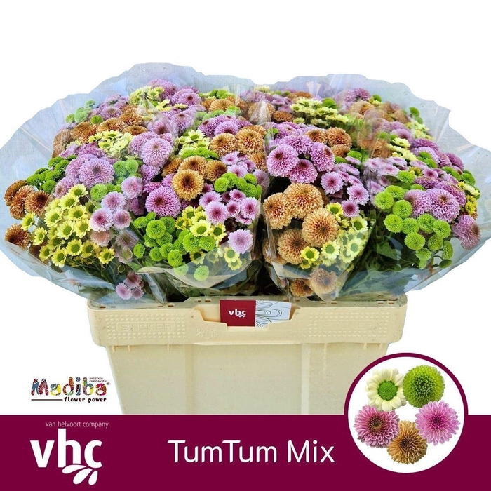 <h4>Santini Mix</h4>