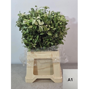 PITTOSPORUM PB NEVATO