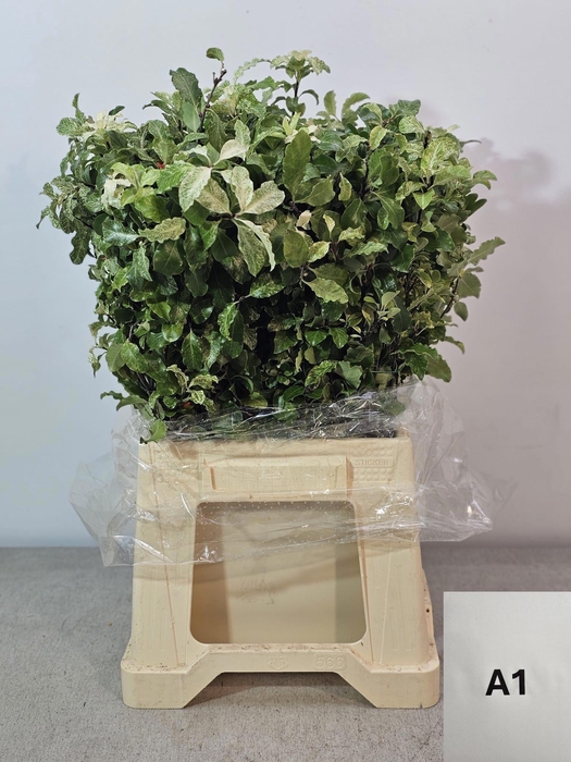 <h4>PITTOSPORUM PB NEVATO</h4>