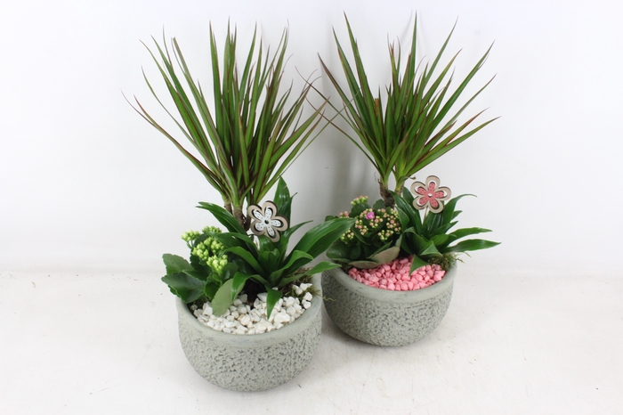 <h4>arr2 PL - Ker. bolpot groen Dracena - wit/roze</h4>
