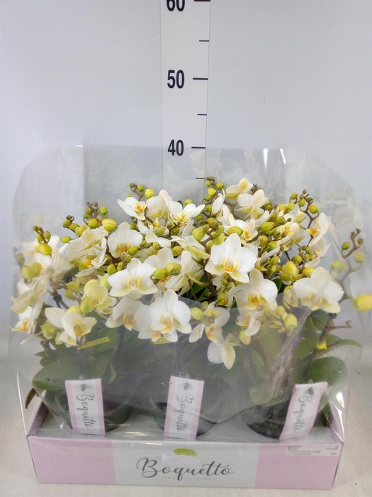 <h4>Phalaenopsis multi.   ...white</h4>