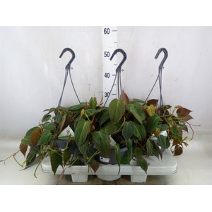 Philodendron scand. subsp. micans