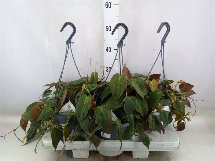 <h4>Philodendron scand. subsp. micans</h4>
