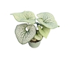 Brunnera